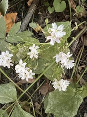 Claytonia