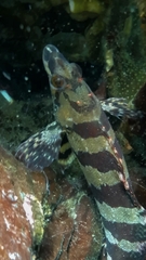 Oxylebius pictus