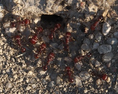 Pogonomyrmex barbatus