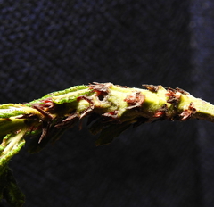 Periploca ceanothiella