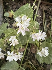 Claytonia