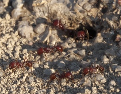 Pogonomyrmex barbatus