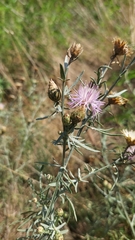 Centaurea