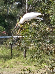 Cacatua galerita