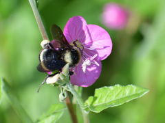 Bombus medius
