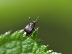 Bruchinae