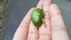 Chrysina psittacina