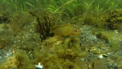 Hexagrammos decagrammus