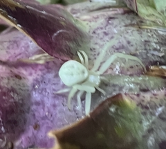 Misumena vatia