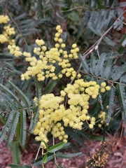 Acacia filicifolia