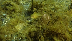 Hexagrammos decagrammus