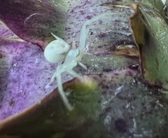 Misumena vatia