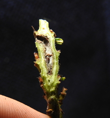 Periploca ceanothiella