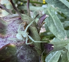 Misumena vatia