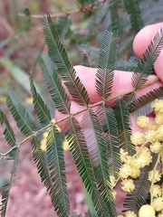 Acacia filicifolia
