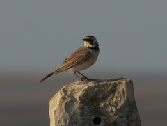 Eremophila alpestris