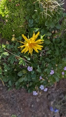 Taraxacum ceratophorum