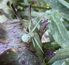 Misumena vatia