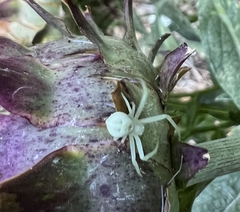 Misumena vatia