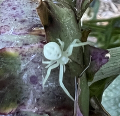 Misumena vatia