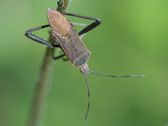 Phthiacnemia picta