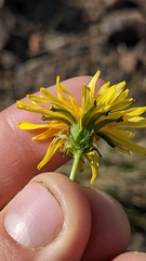 Taraxacum ceratophorum