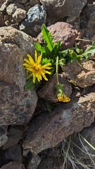Taraxacum ceratophorum