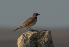 Eremophila alpestris