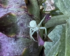 Misumena vatia
