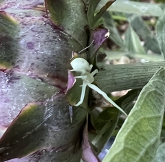 Misumena vatia