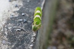 Polyura delphis