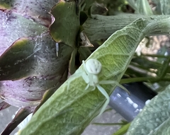 Misumena vatia