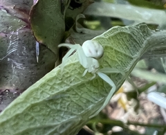 Misumena vatia