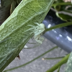 Misumena vatia
