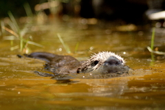 Aonyx capensis capensis