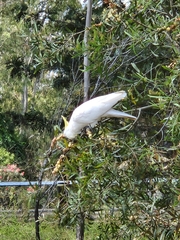 Cacatua galerita