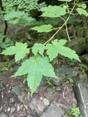 Acer spicatum