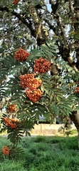 Sorbus aucuparia