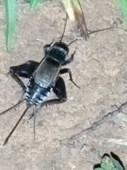 Gryllus pennsylvanicus