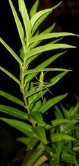 Peucetia viridans