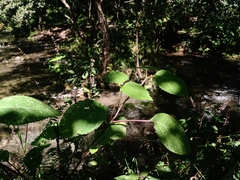 Salvia carnea