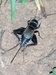 Gryllus pennsylvanicus