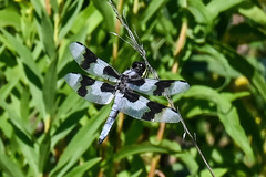 Libellula forensis