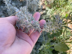 Artemisia frigida