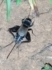 Gryllus pennsylvanicus