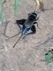 Gryllus pennsylvanicus