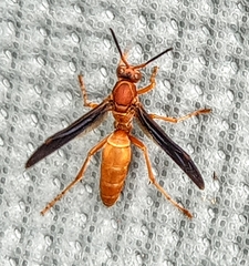 Polistes carolina