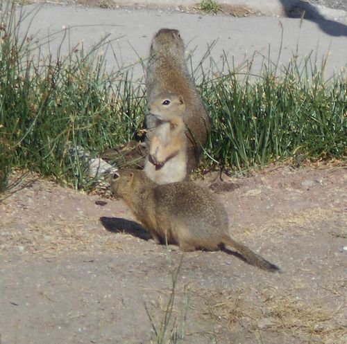 Wyoming Ground Squirrel