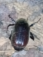 Phyllophaga