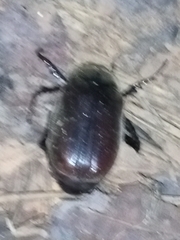Phyllophaga
